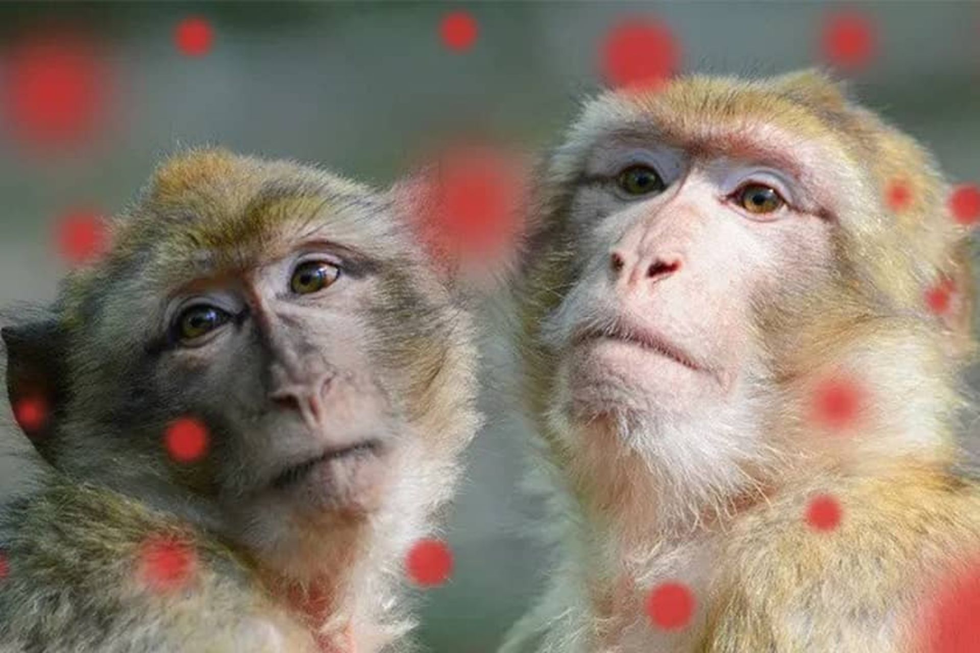 عکس دو میمون با نقاط قرمزرنگ روی تصویر