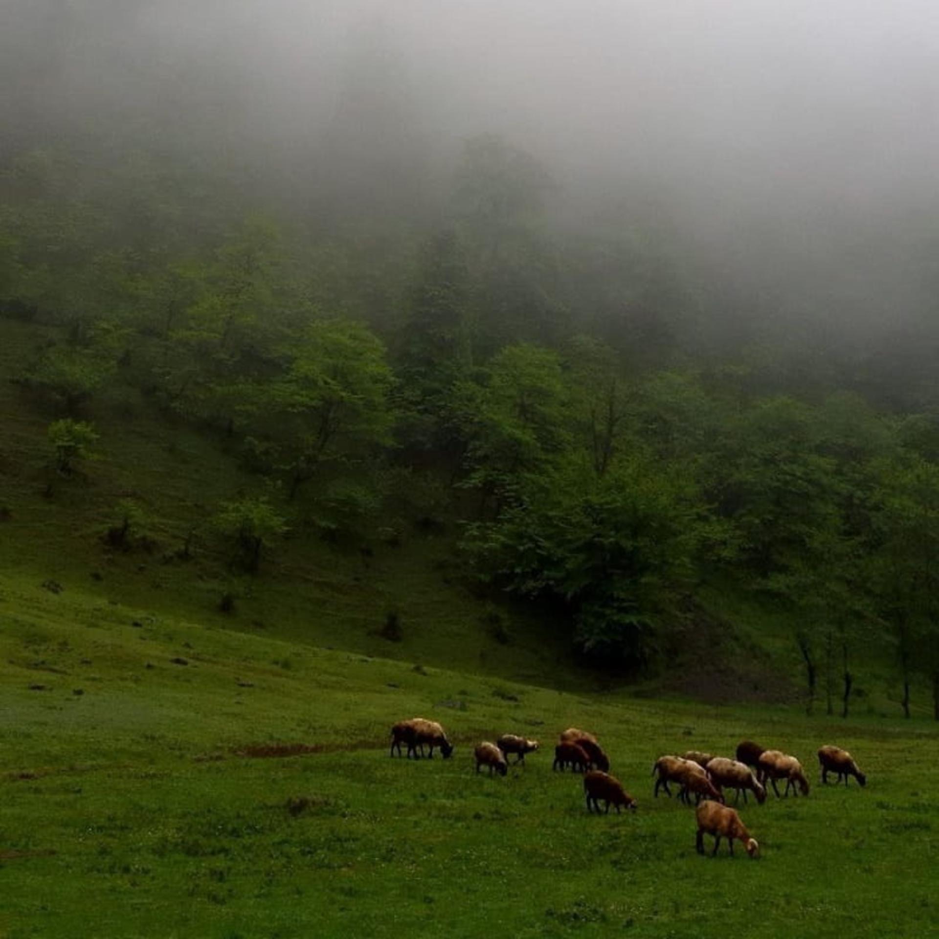 دیدنی های سوادکوه