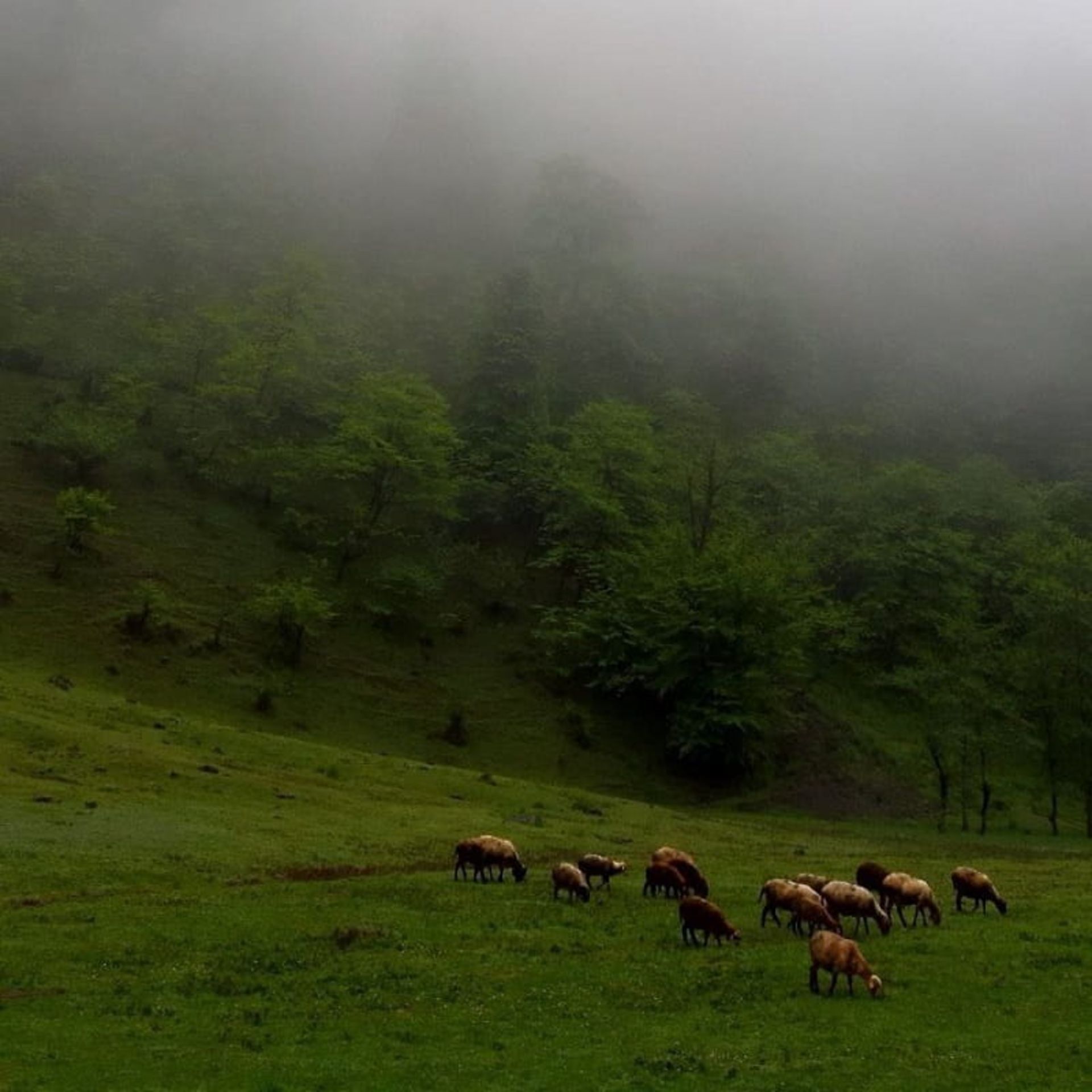 دیدنی های سوادکوه