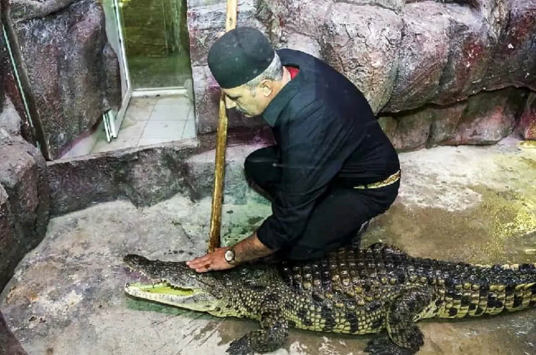 تمساح در باغ خزندگان ناژوان اصفهان