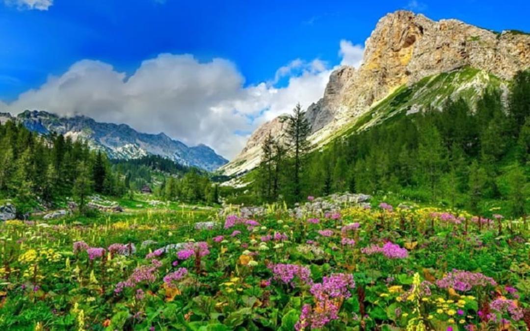 پوشش گیاهی کوه‌های آلپ