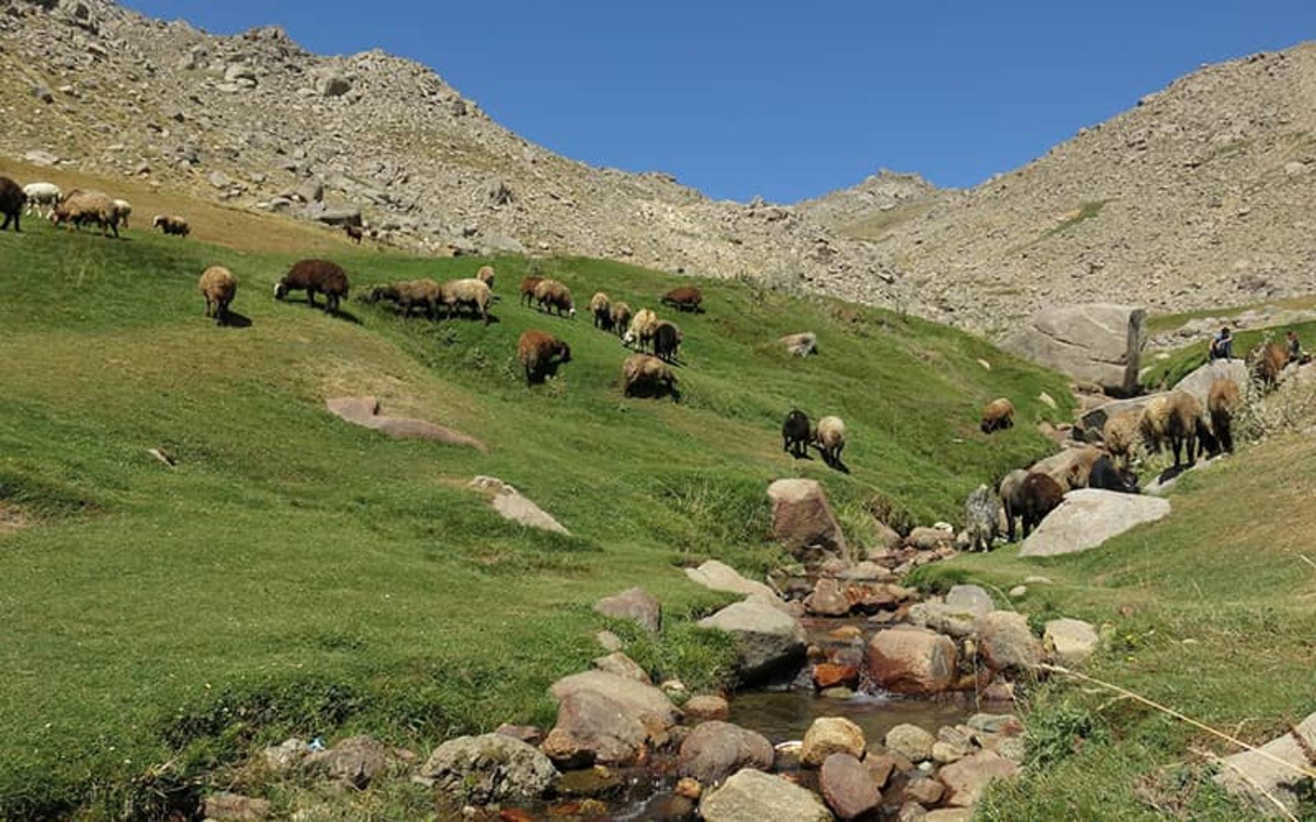 دشت میشان