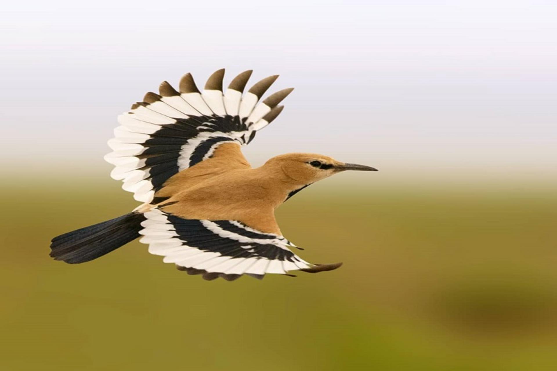 زاغ بور در حال پرواز