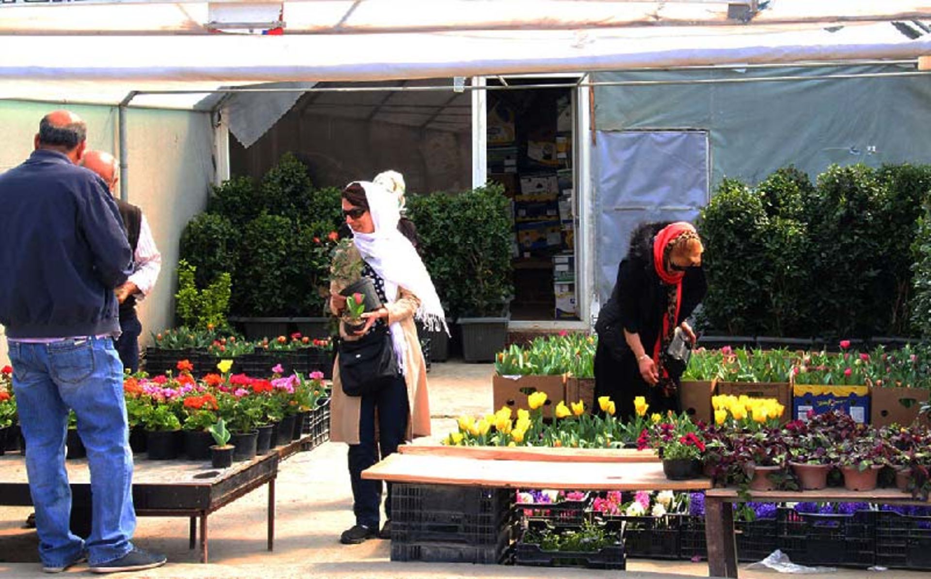 تک فروشی گلدان های گل در بازار محلاتی