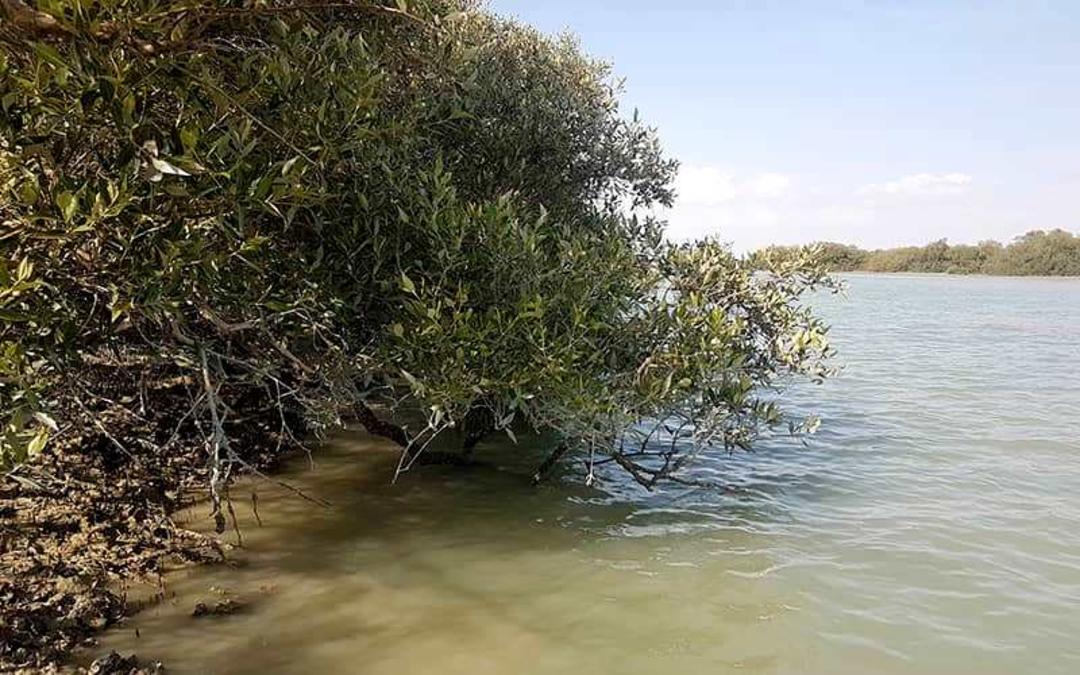 منطقه حفاظت شده گاندو 