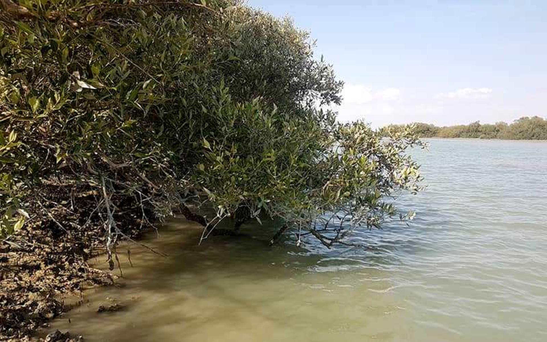 منطقه حفاظت شده گاندو 