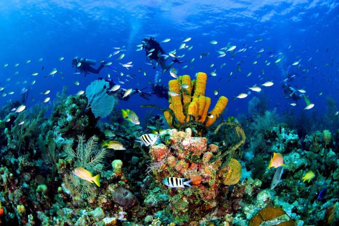 دنیای زیر آب جزایر کیمن