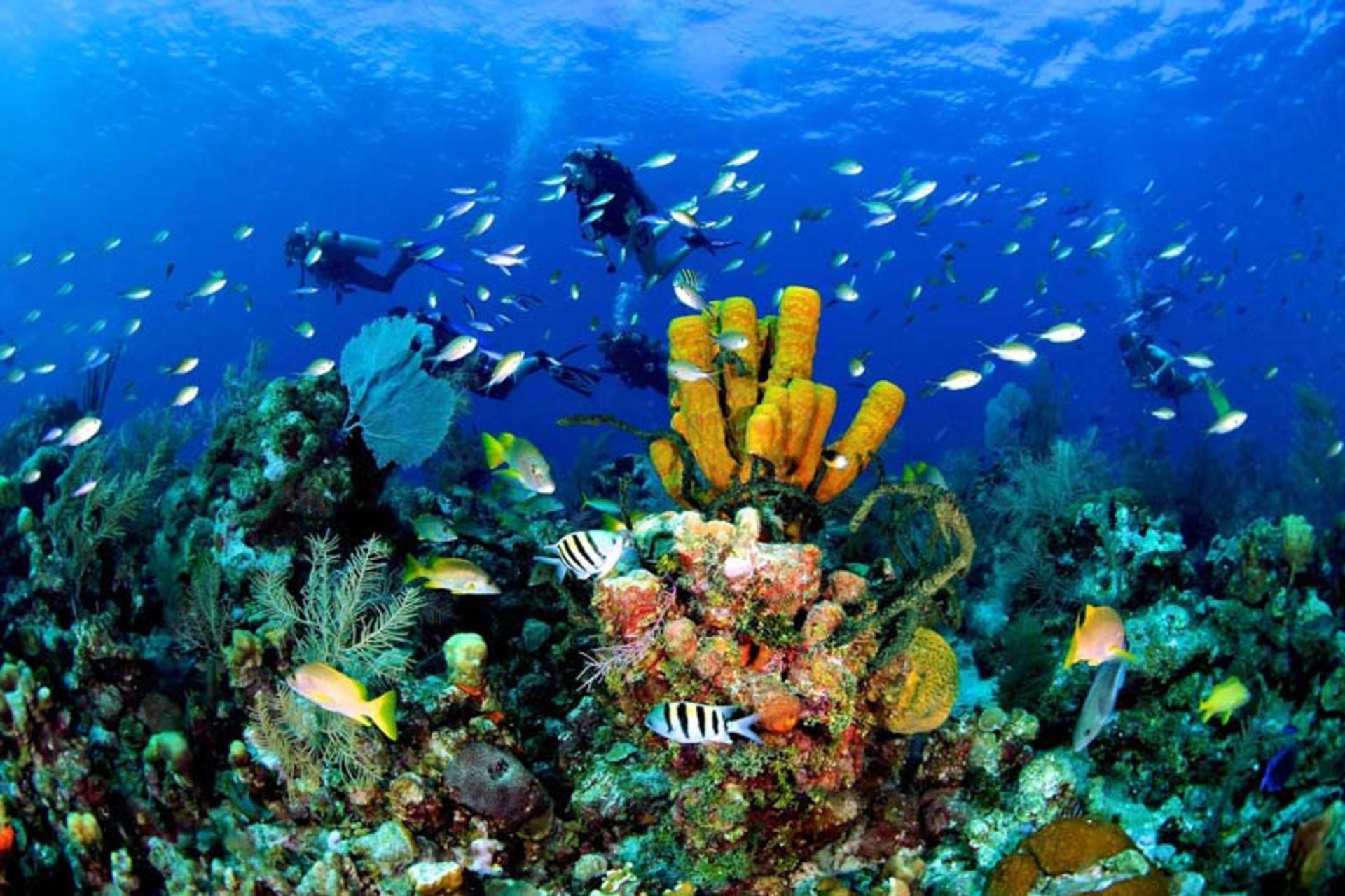 دنیای زیر آب جزایر کیمن