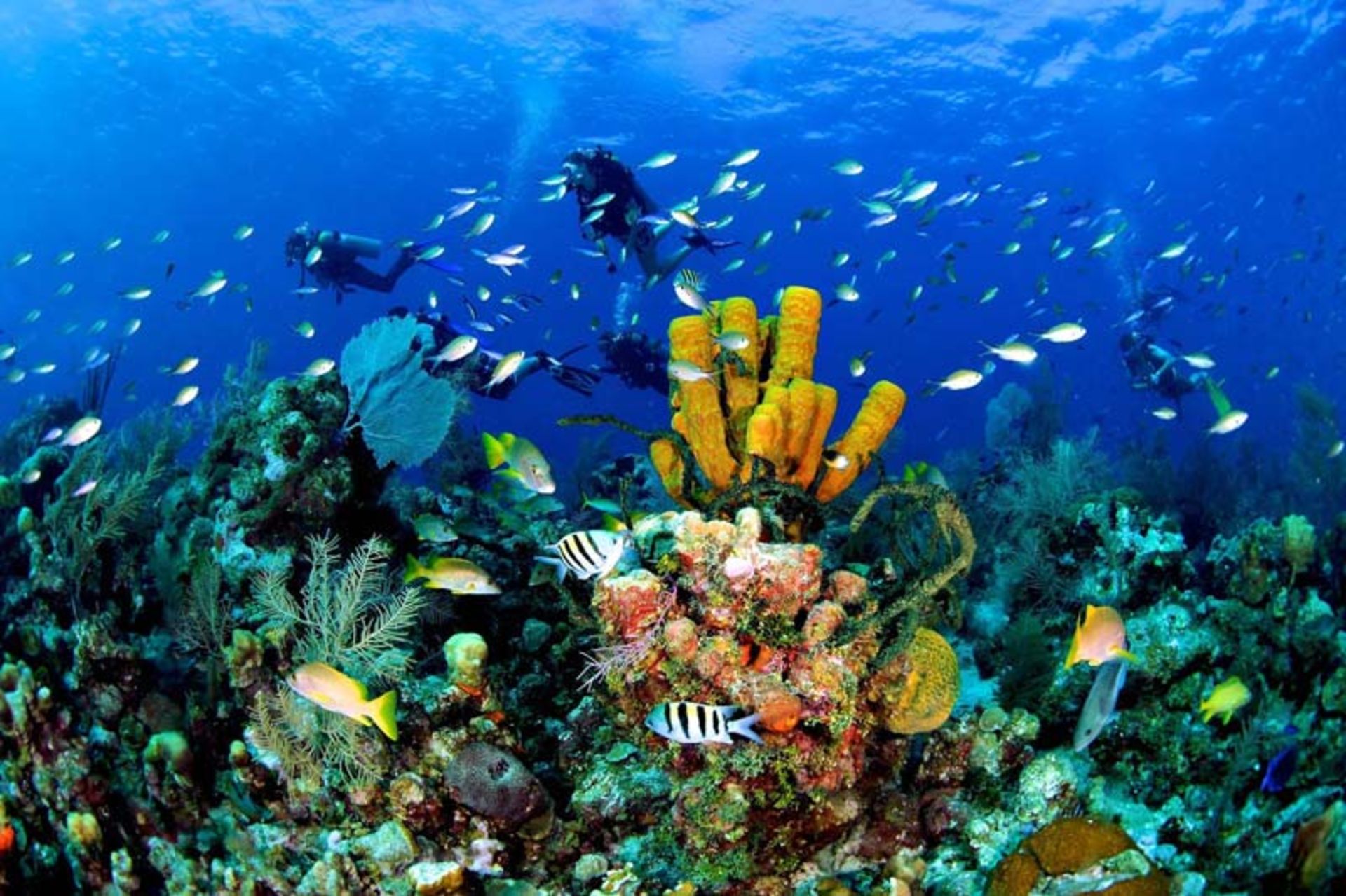 دنیای زیر آب جزایر کیمن