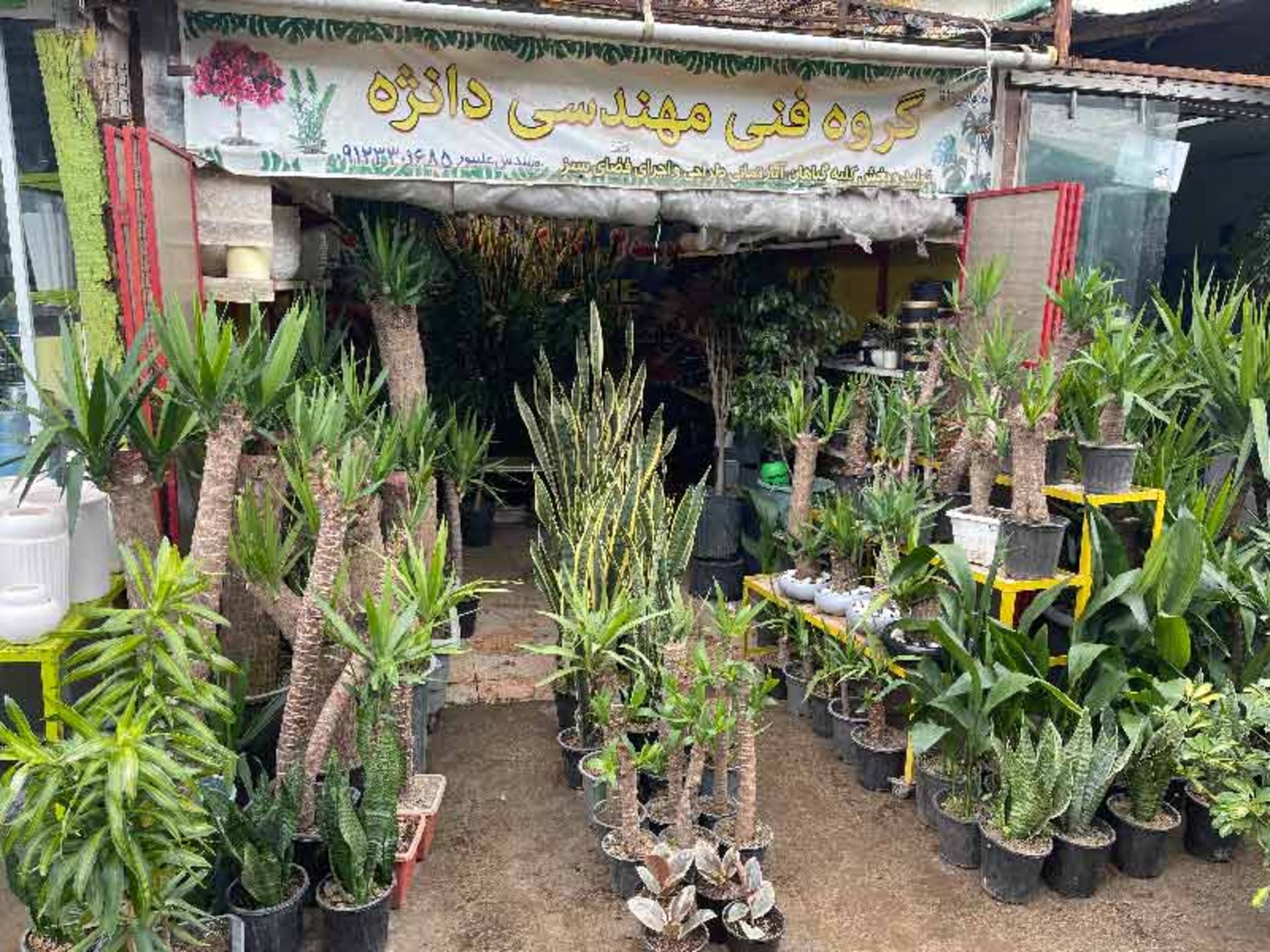 غرفه فروش گیاهان آپارتمانی خاص