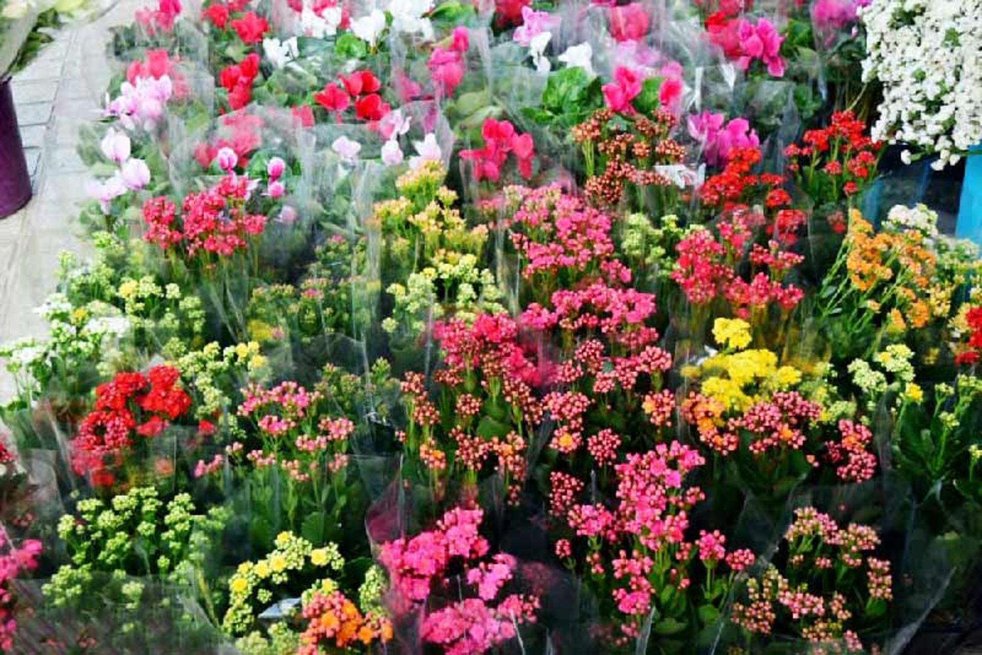 دسته گلهای بازار گل محلاتی