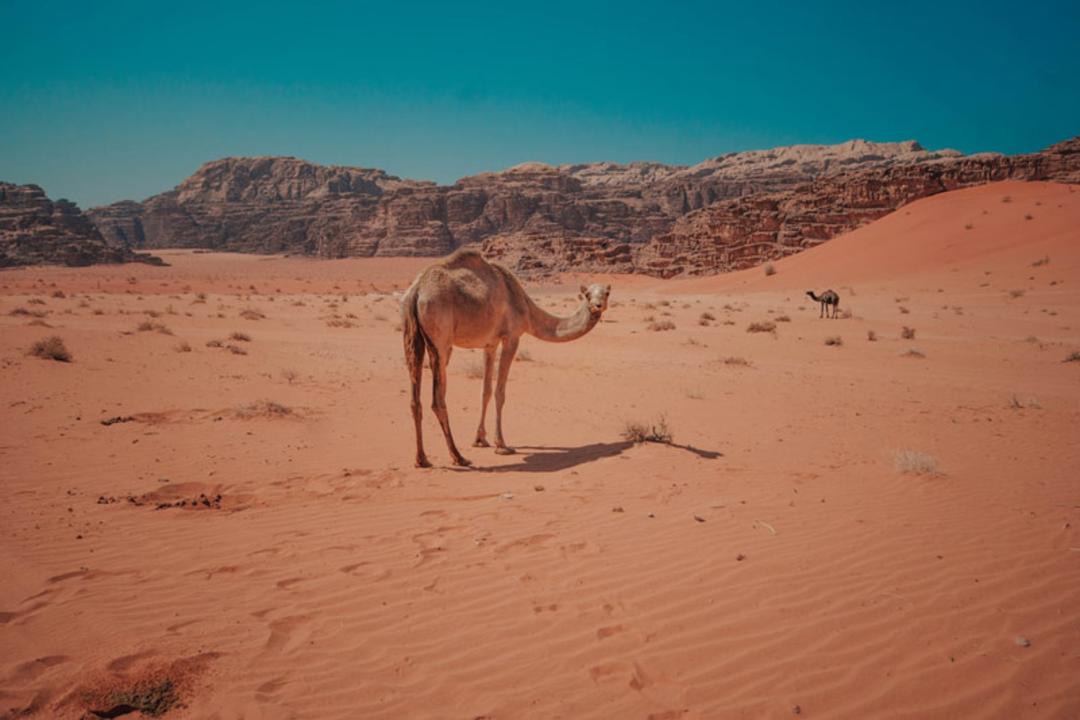 طبیعت کویری اردن