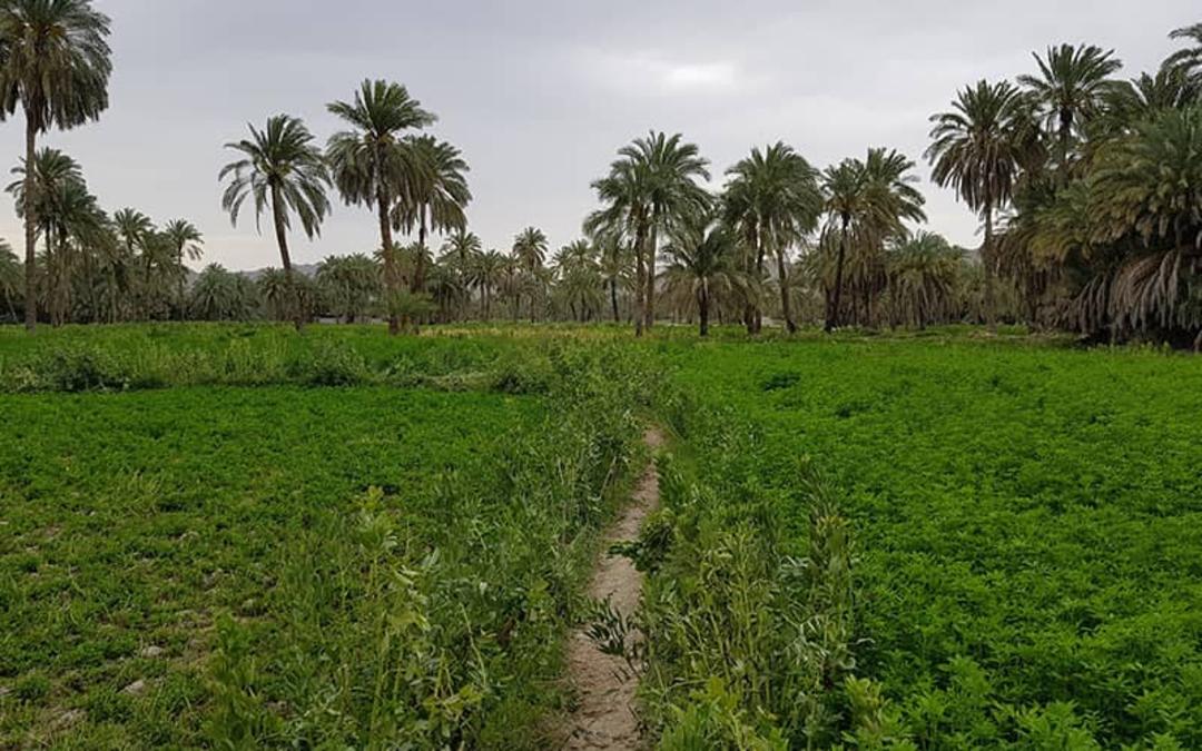 منطقه حفاظت شده گاندو 