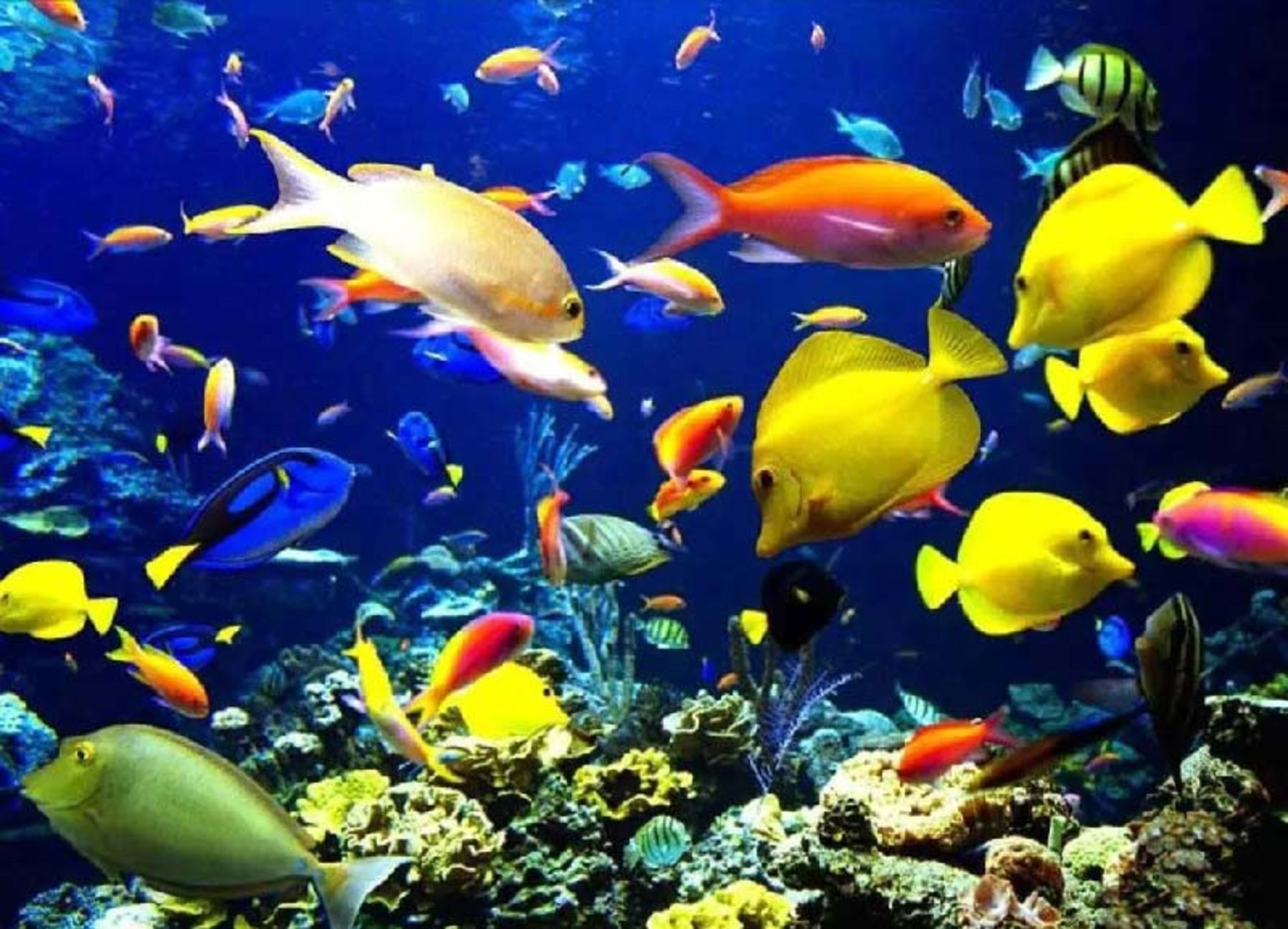 ماهی های موجود در آکواریوم قشم 