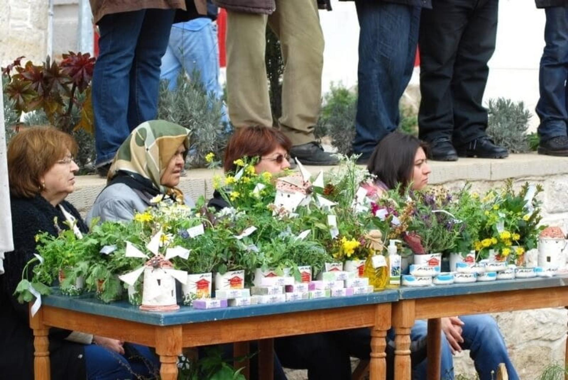 جشنواره گیاهان دارویی