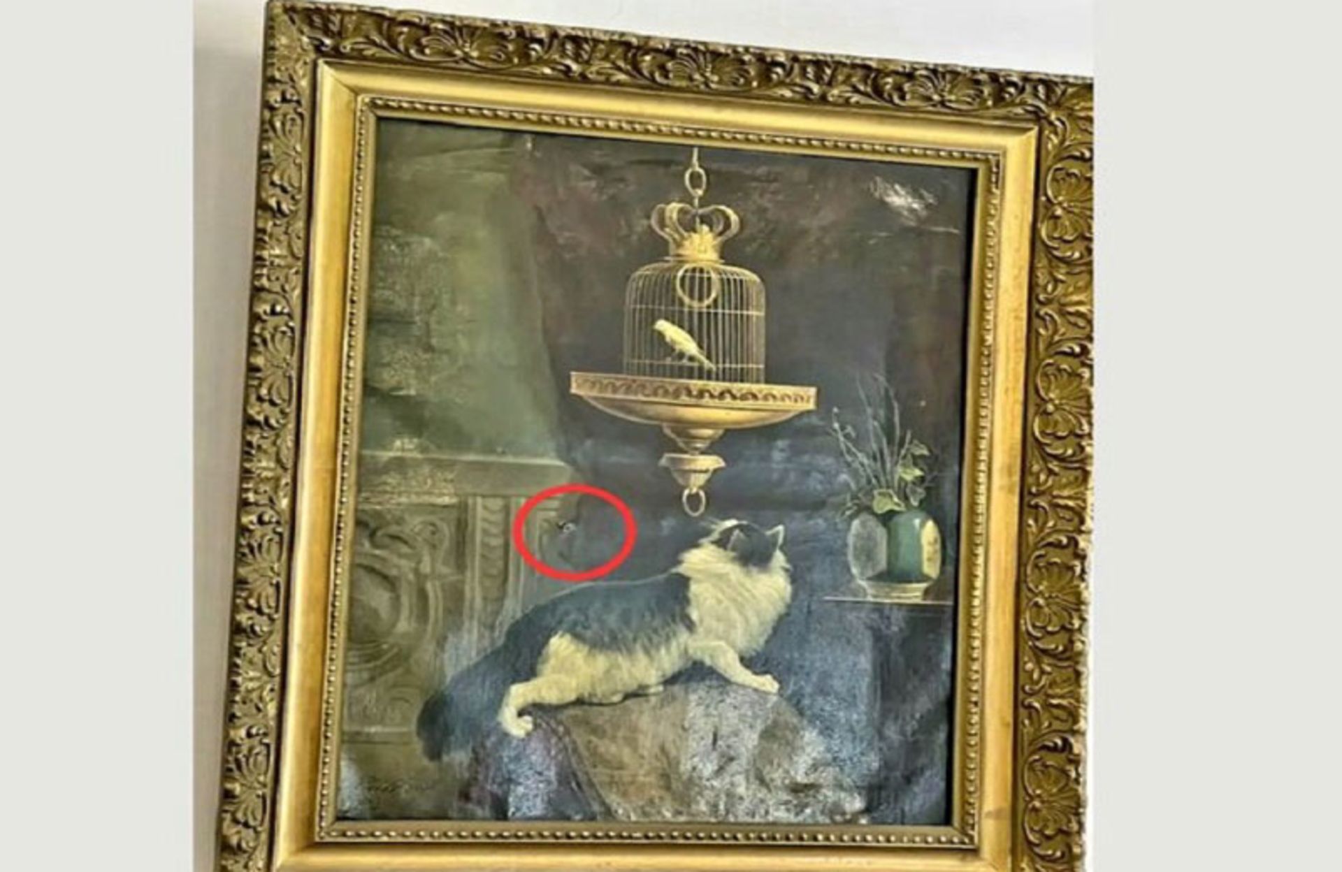 گربه و قفس قناری