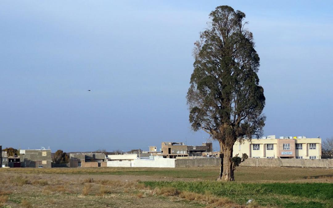 درخت سرو روستای کهک