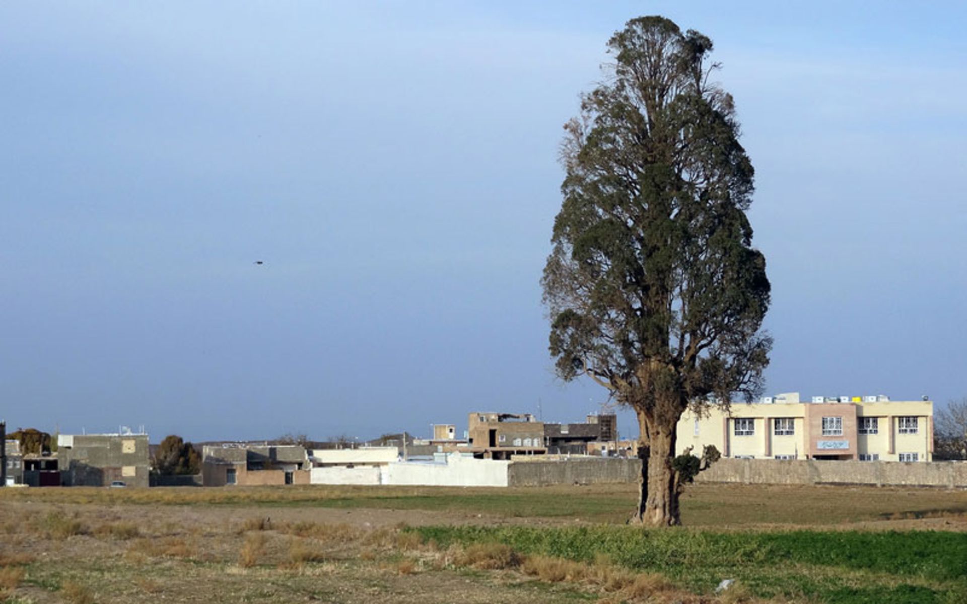 درخت سرو روستای کهک