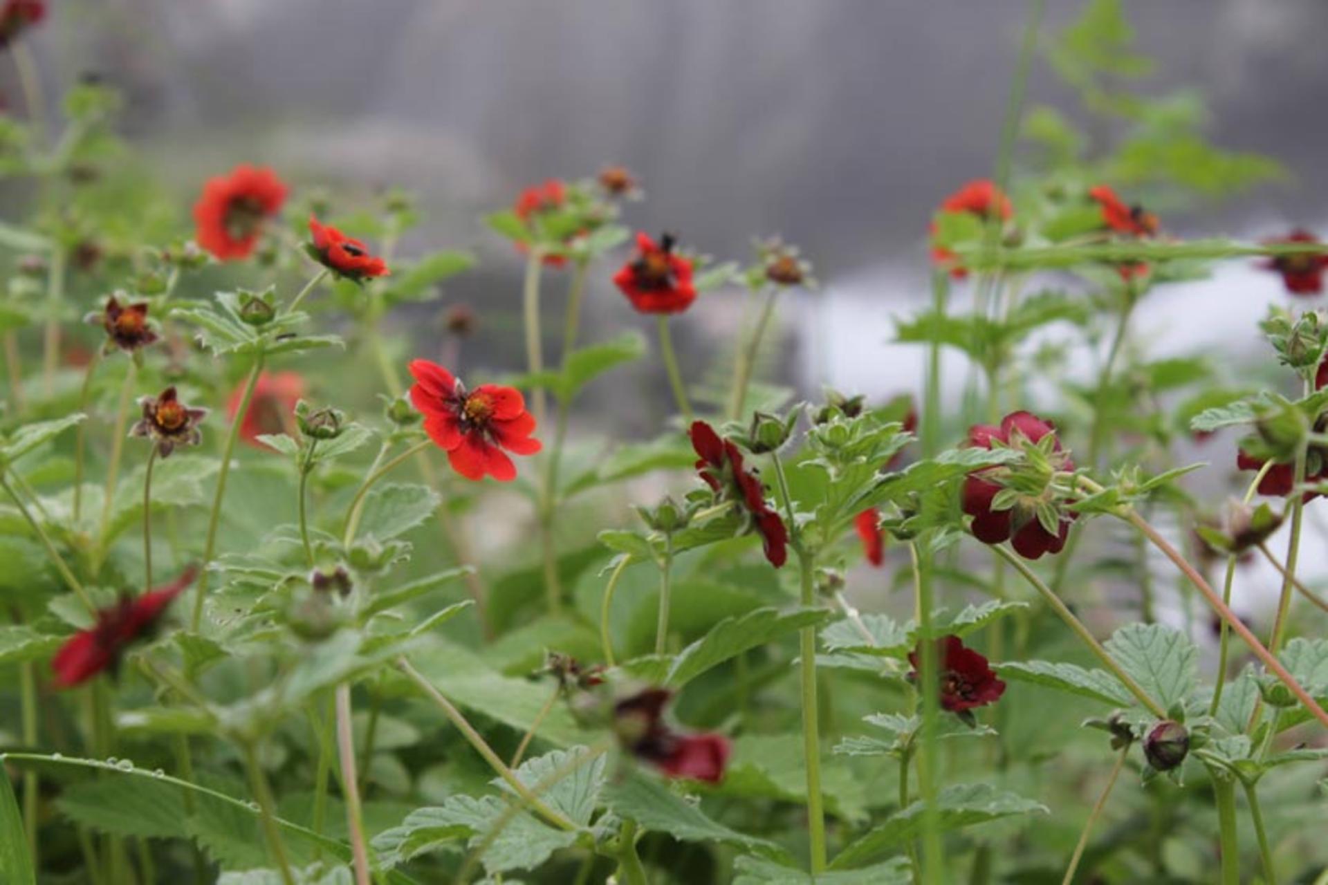گل‌های کوهستانی در پارک ملی دره گلها