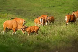 گونه‌های جانوری در منطقه حفاظت شده تونگ یای نارسوان