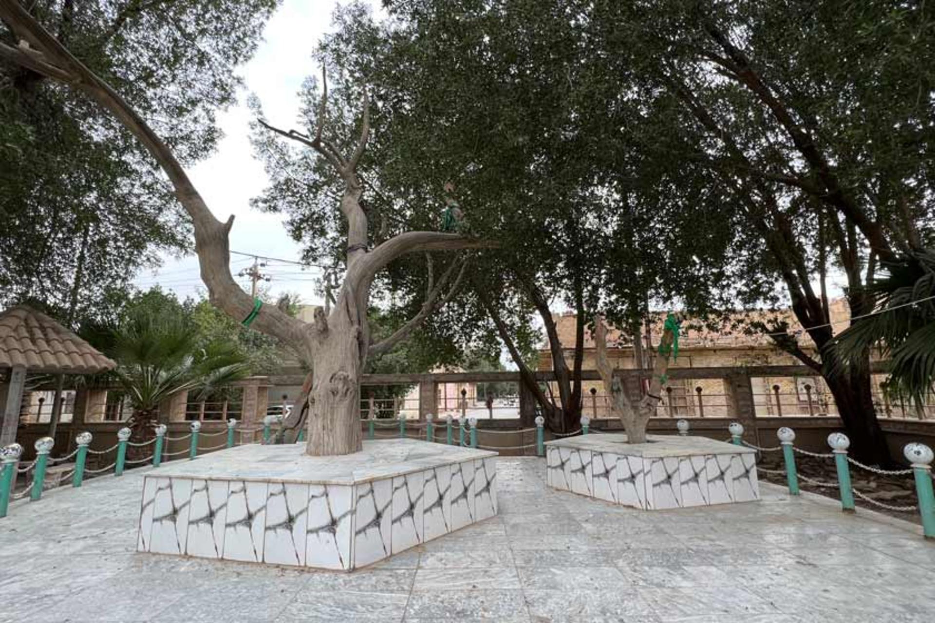 درخت آدم در عراق