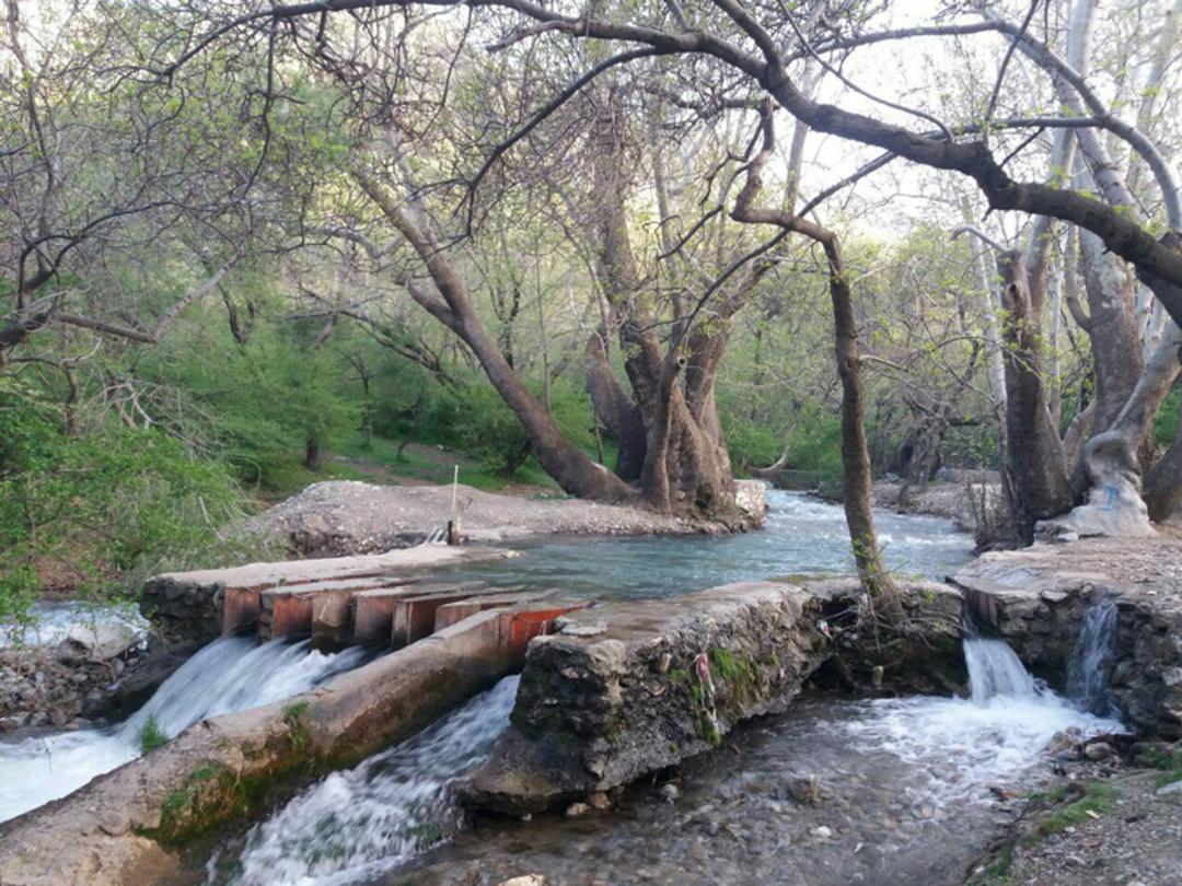 تنه درخت در جریان آب گیان