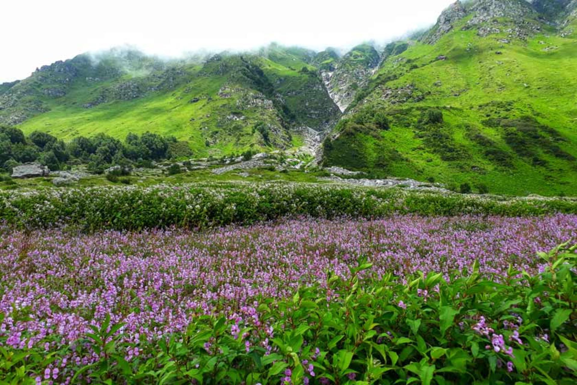 پوشش گیاهی متنوع در پارک ملی دره گلها