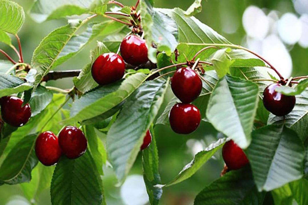 باغ گیلاس درزرین دشت فیروزکوه 