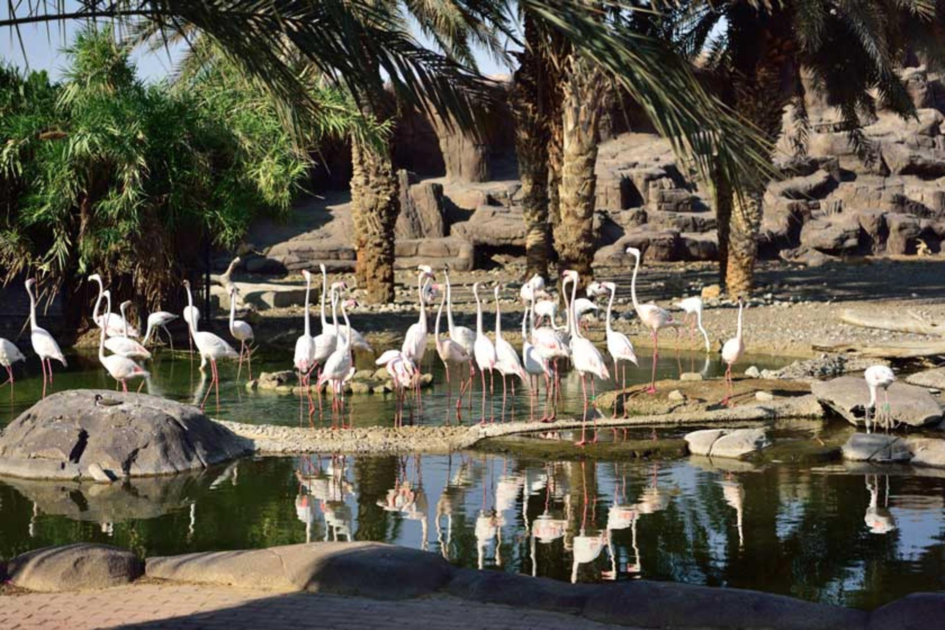 پرندگان در مرکز حیات وحش عربی