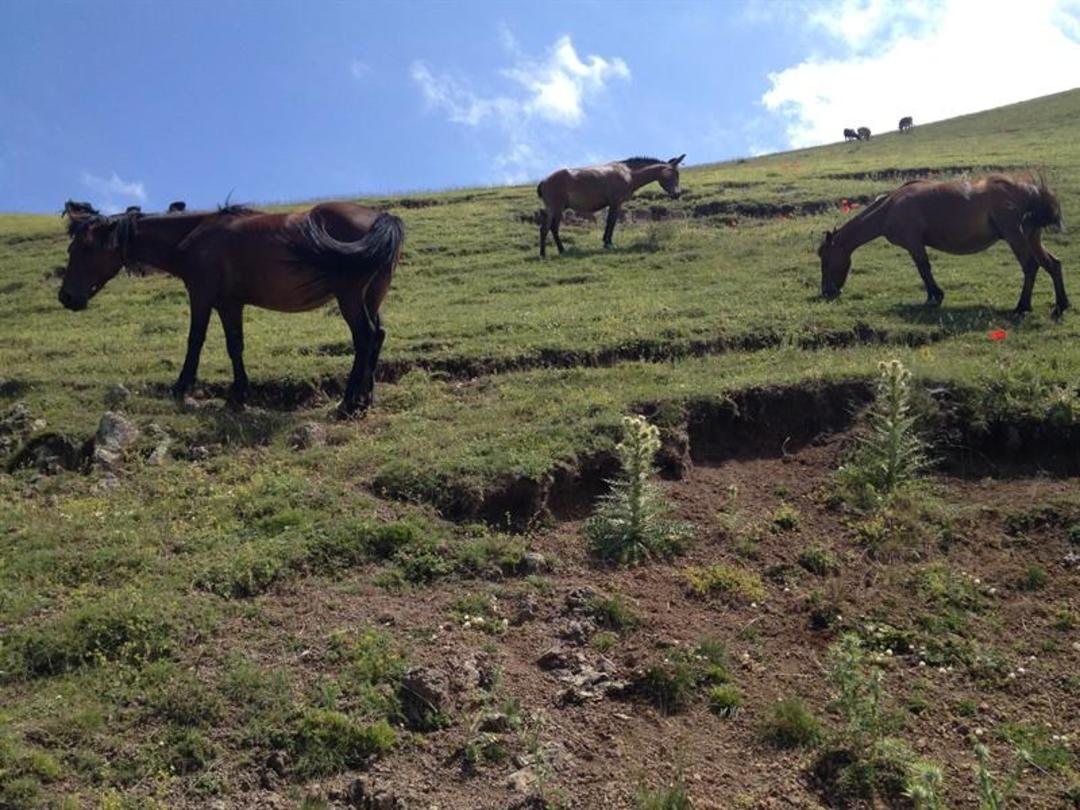 نئور به سوباتان
