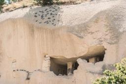 کبوتران در دره کبوتر