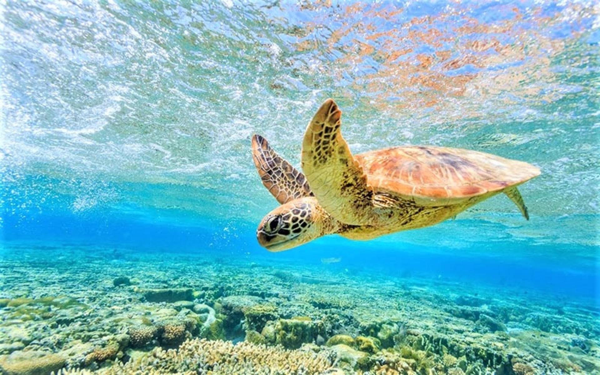 لاک پشت بزرگی در دیواره بزرگ مرجانی استرالیا، منبع عکس: celebritycruises.com، عکاس: ناشناس