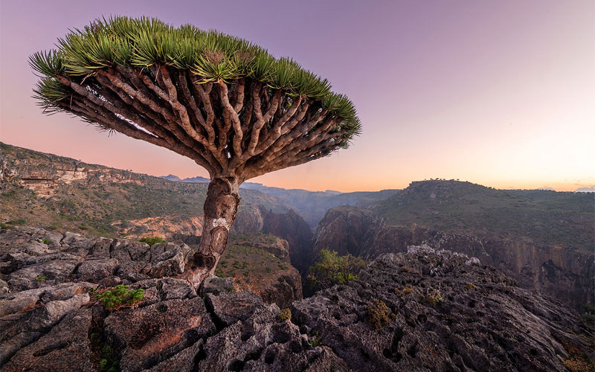 درخت خون اژدها در مجمع الجزایر سقطرا یمن، منبع عکس: unsplash.com، عکاس: andrew svk