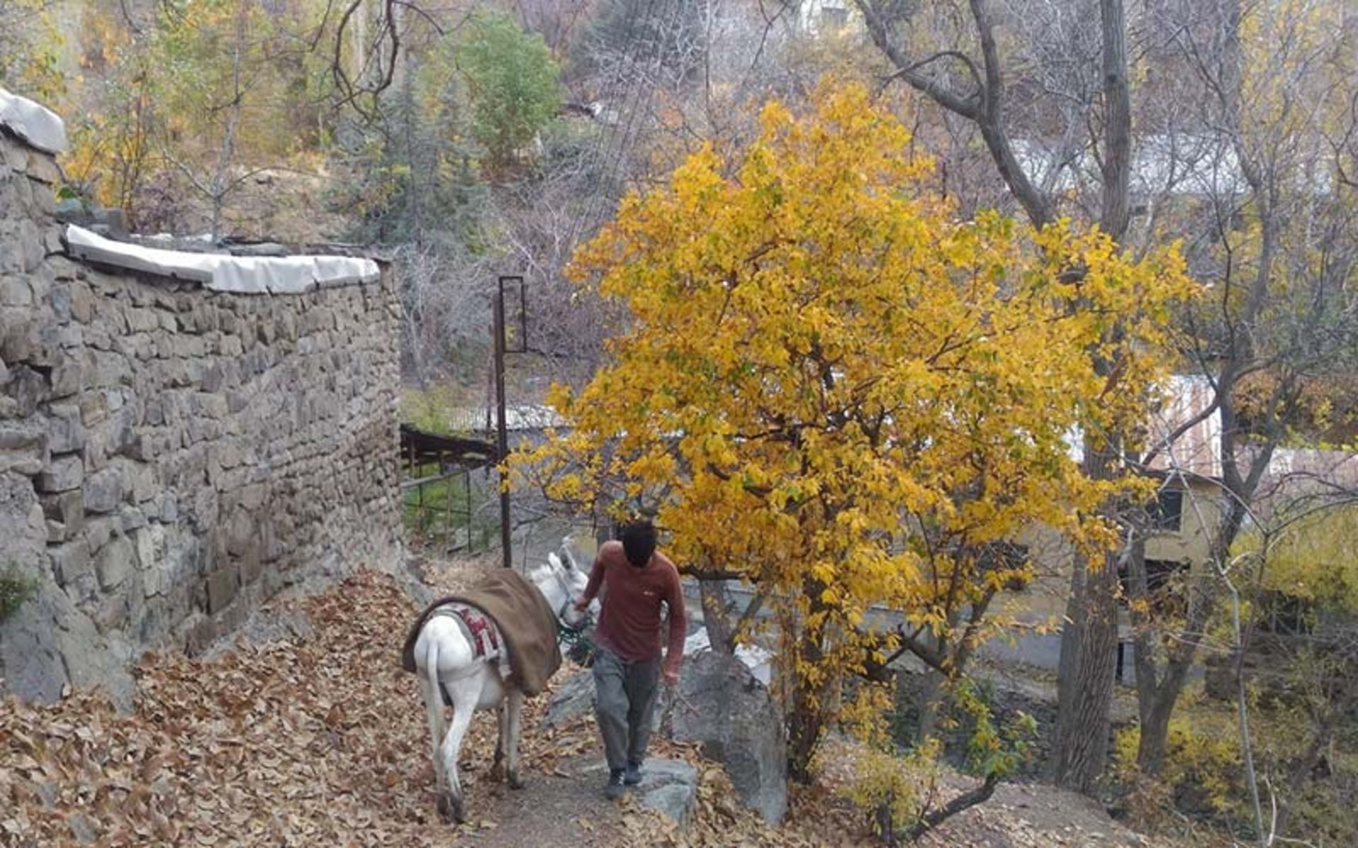 عبور مردی با الاغ در روستای واریان؛ منبع عکس: ایرنا؛ عکاس: نامشخص