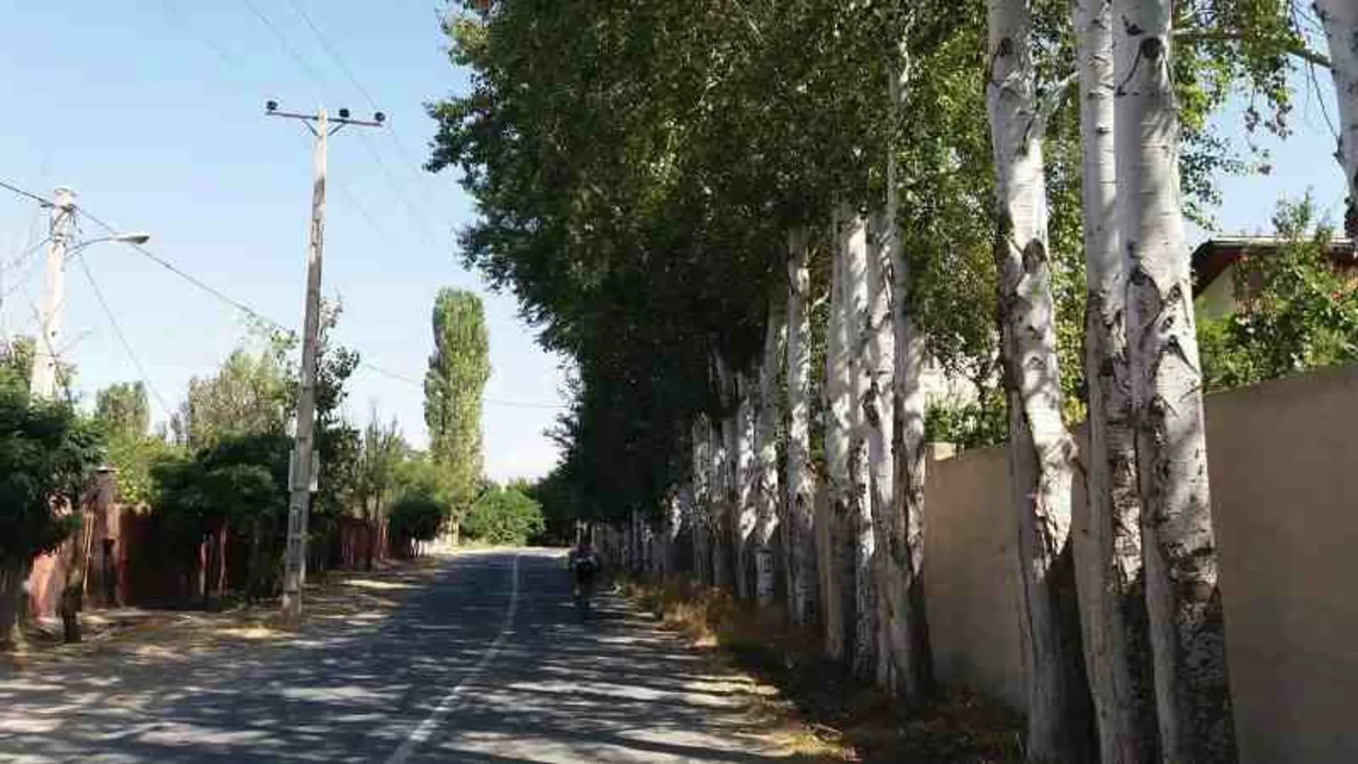 درختان در حاشیه خیابان های تهراندشت؛ منبع: chanlibel.ir؛ عکاس: ناشناس عکس: 