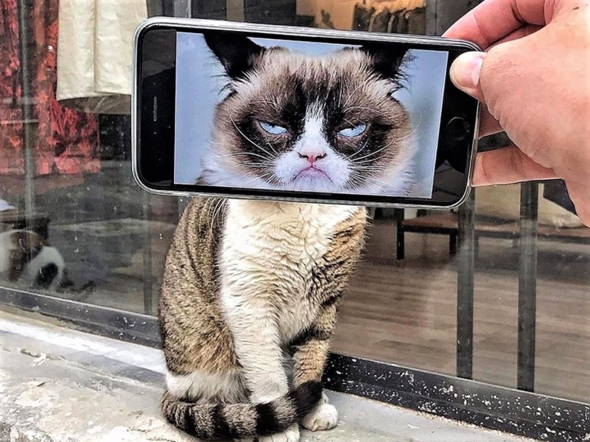 تلفیق عکس گربه با گربه واقععی