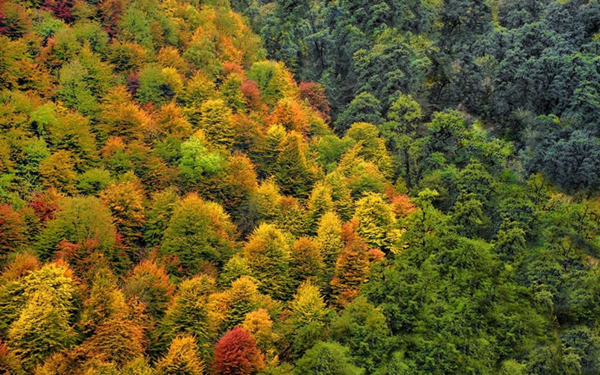 جنگل در فصل پاییز در ایران