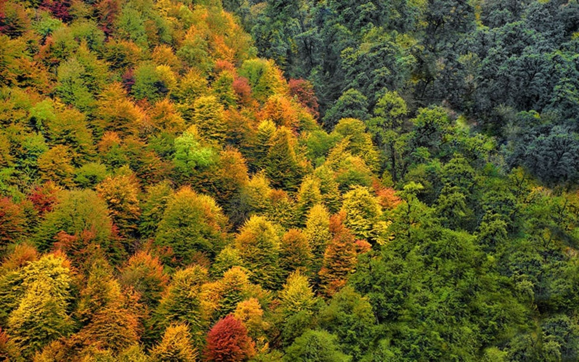 جنگل در فصل پاییز در ایران