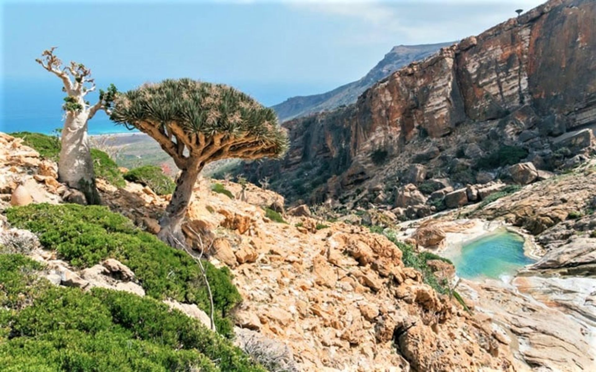 درخت خون اژدها روی کوهی در سقطرا یمن، منبع عکس:annaeverywhere.com، عکاس: ناشناس 