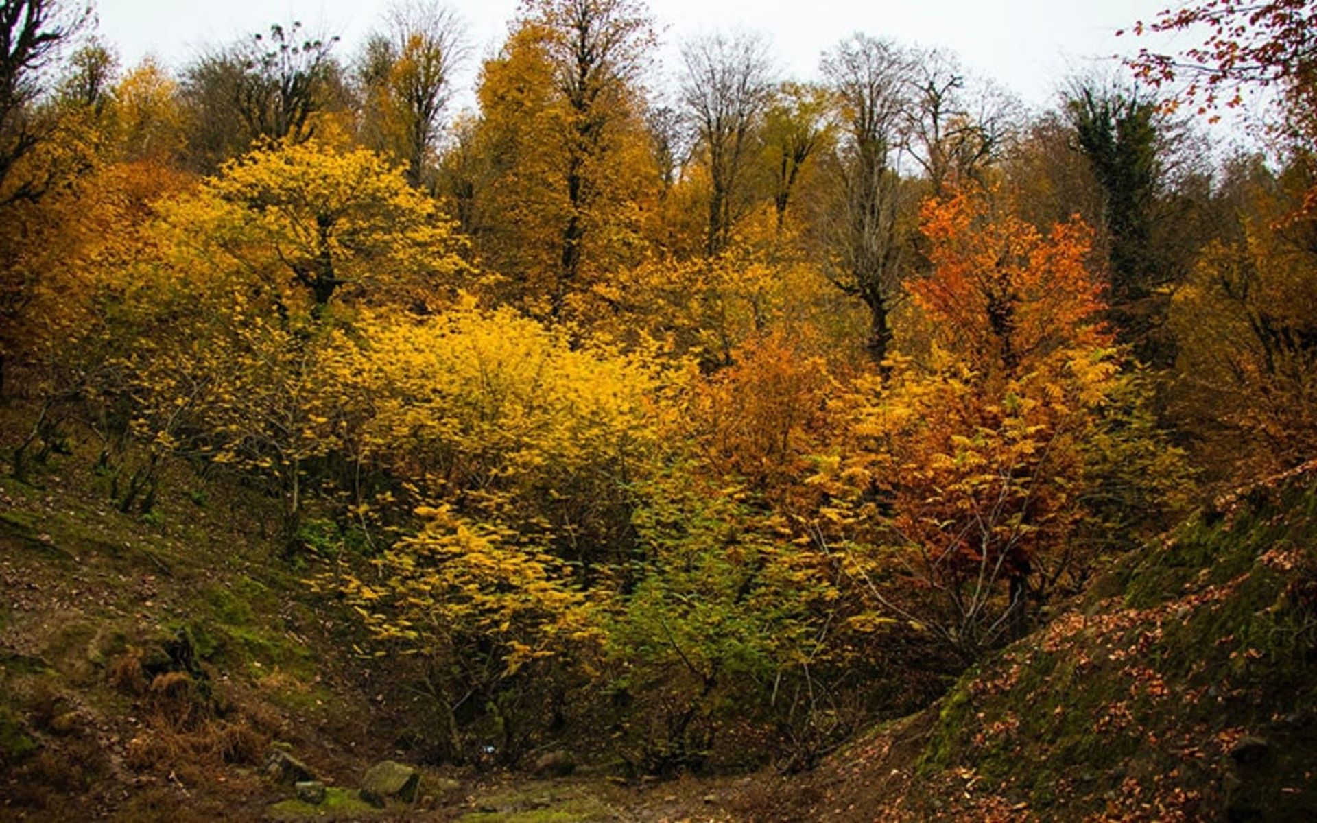 درختان زرد پاییزی در آستارا