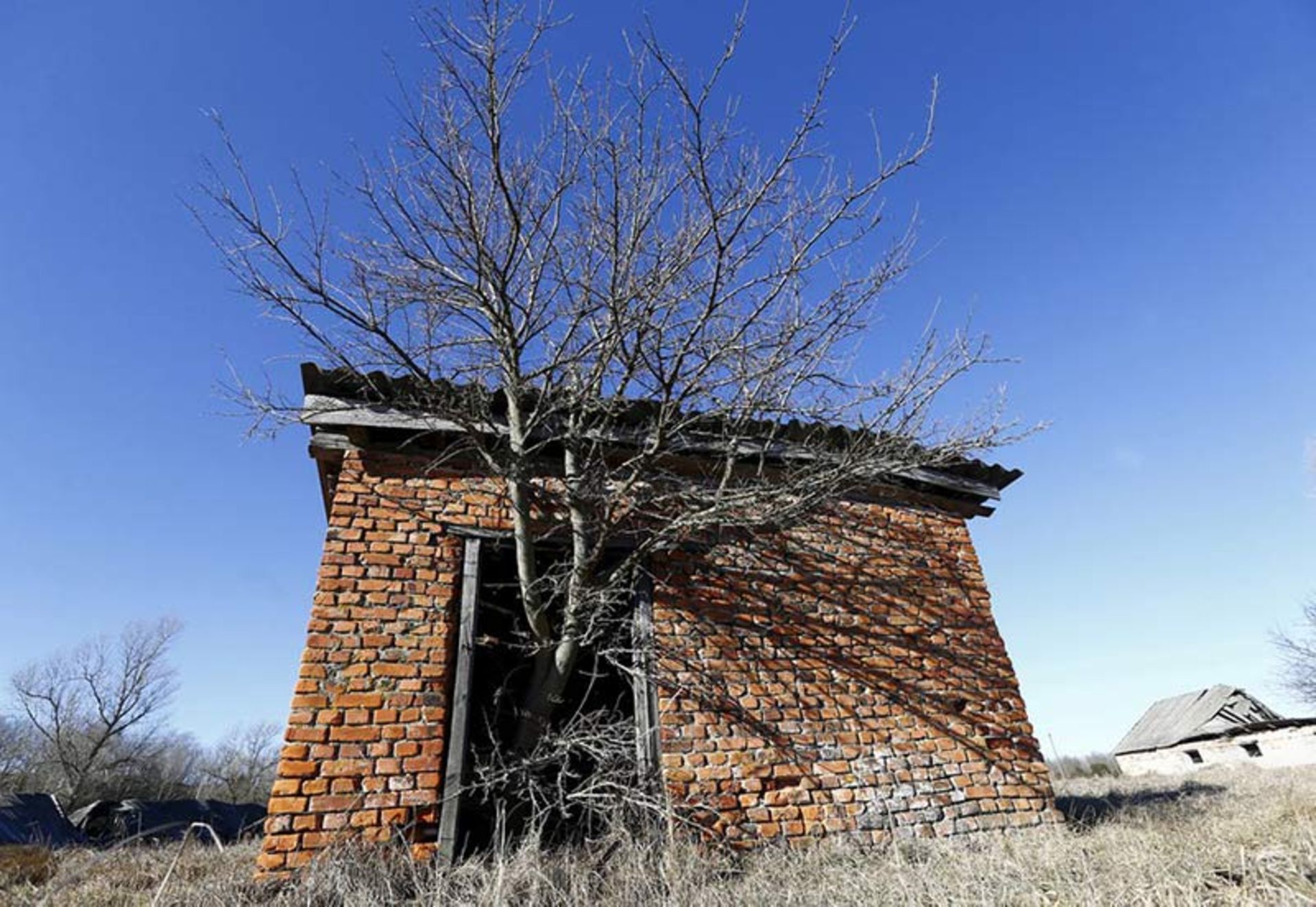 رشد یک درخت در یک انبار متروکه نزدیک منطقه ممنوعه نیروگاه هسته‌ای چرنوبیل؛ منبع: Reuters، عکاس: Vasily Fedosenko