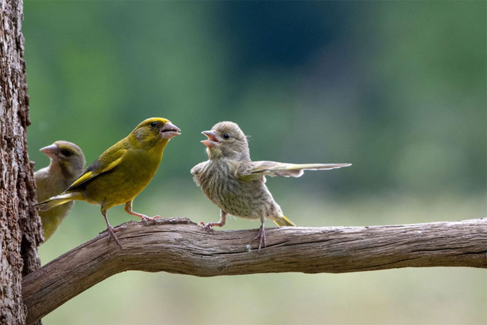 دعوای پرنده ها با هم
