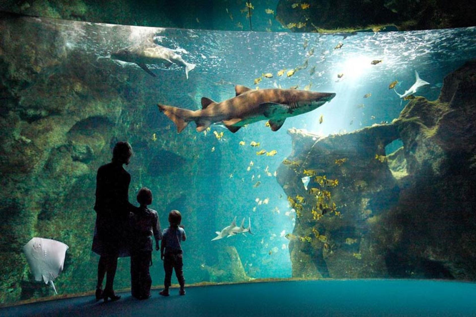 نمایی از فضای داخلی اکواریوم لا روشل؛ منبع عکس: tripadvisor.com؛ عکاس: Pat S