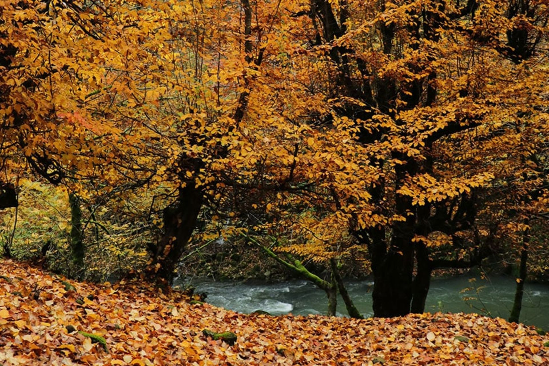 جریان رودخانه در طبیعت پاییزی آستارا