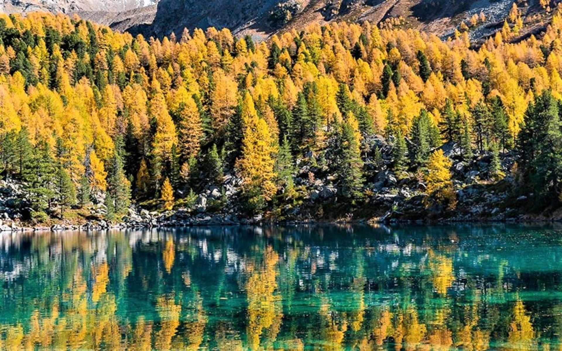 بازتاب تصویر درختان پاییزی در دریاچه‌ای در سوئیس