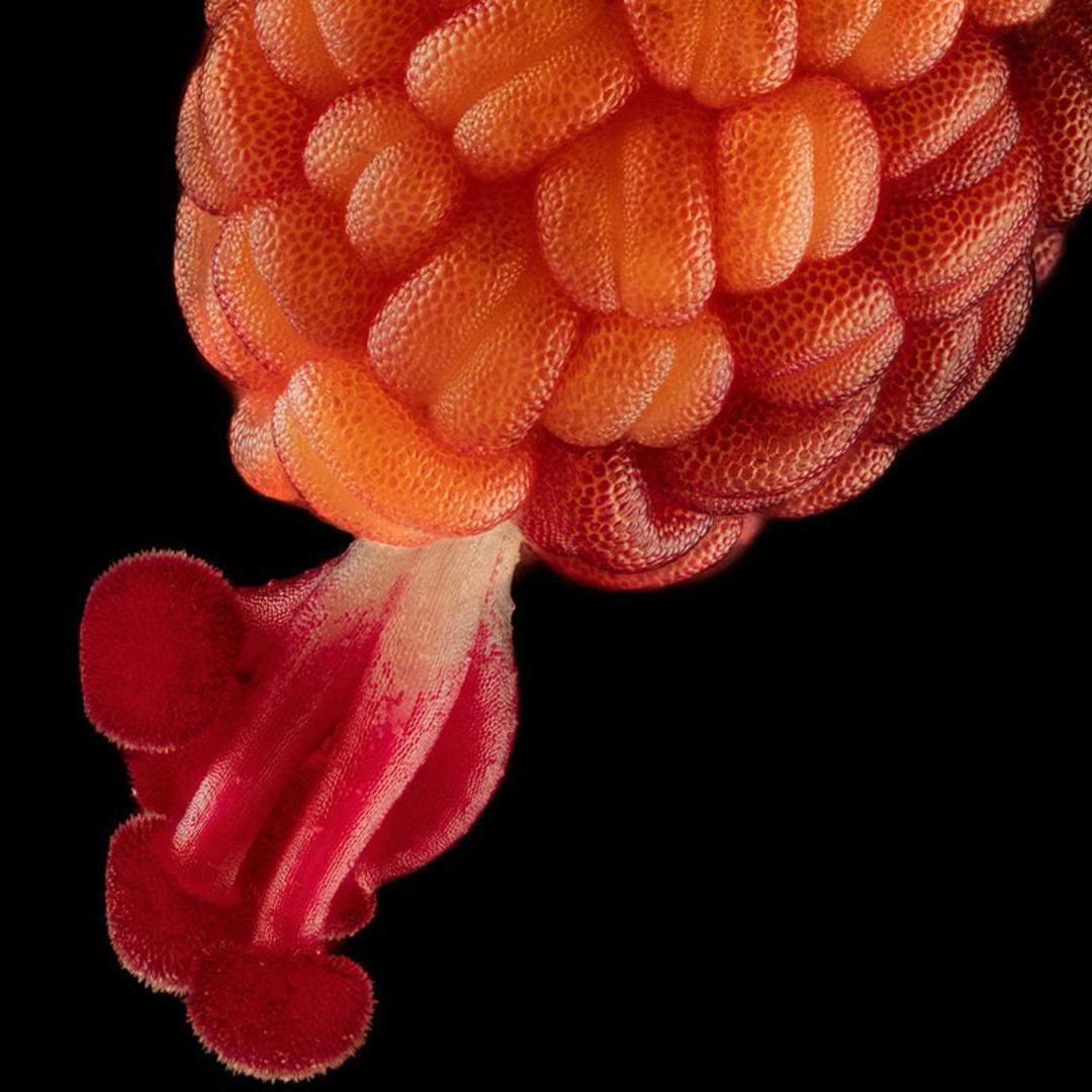 پرچم و کلاله گل از نمای نزدیک