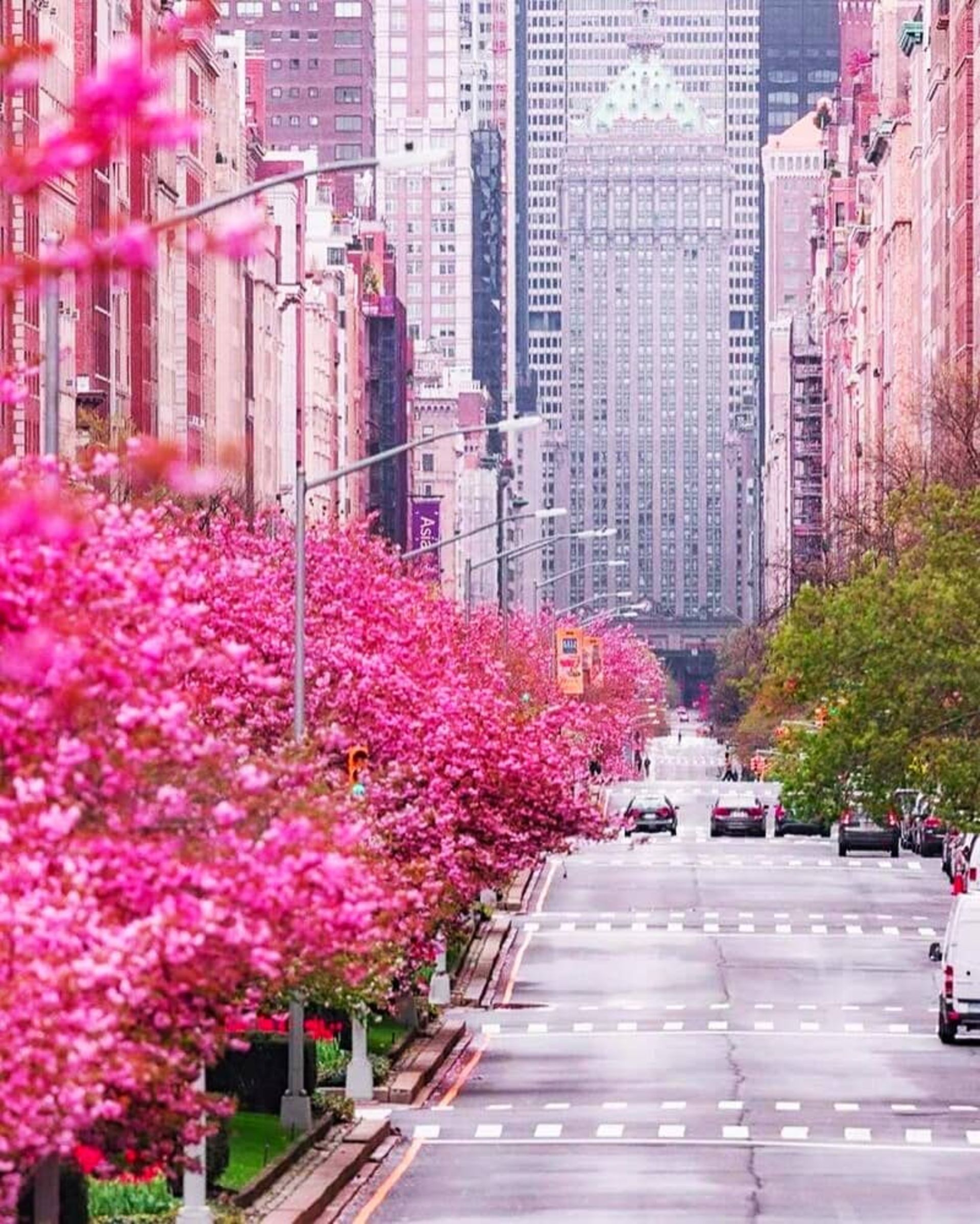 تماشای شکوفه‌های درختان گیلاس در ژاپن