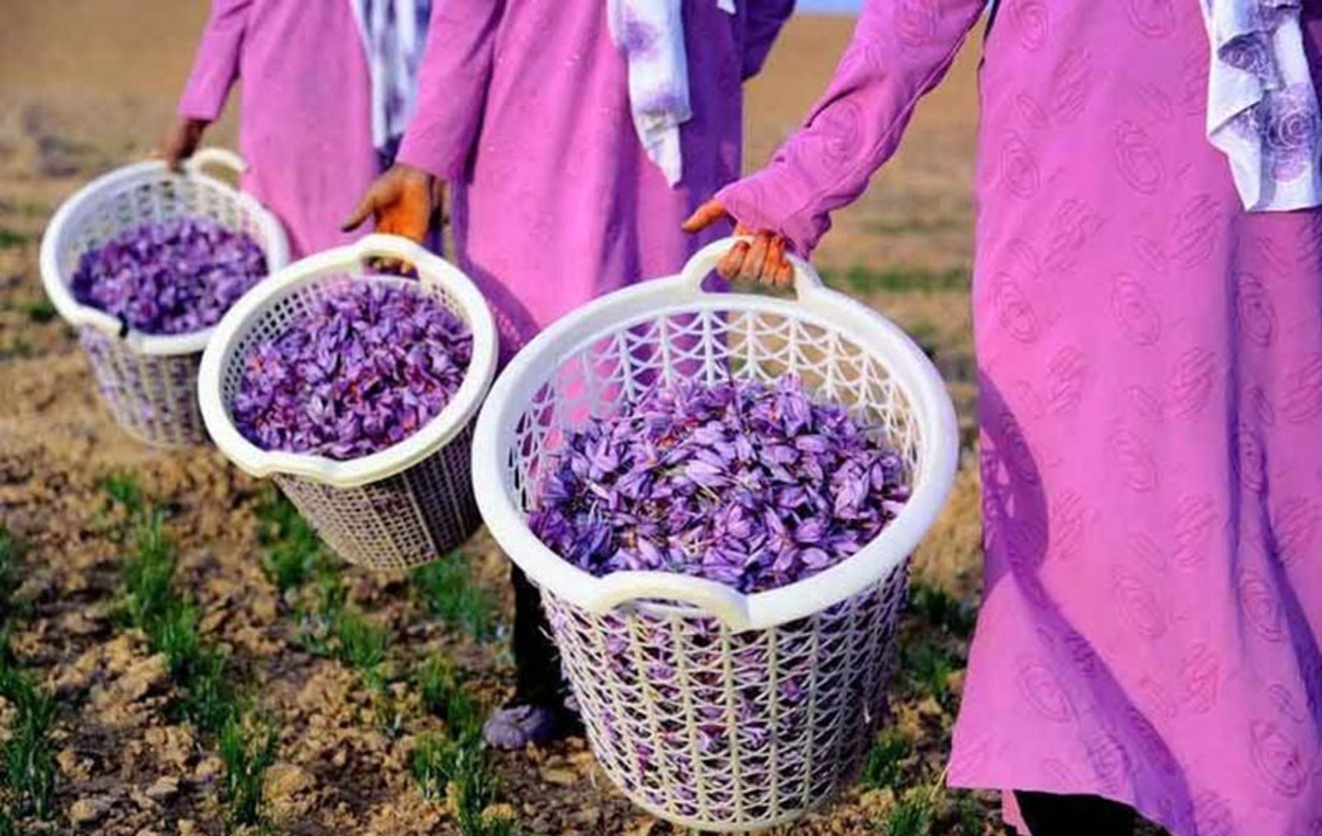 سبدهای حاوی گل زعفران