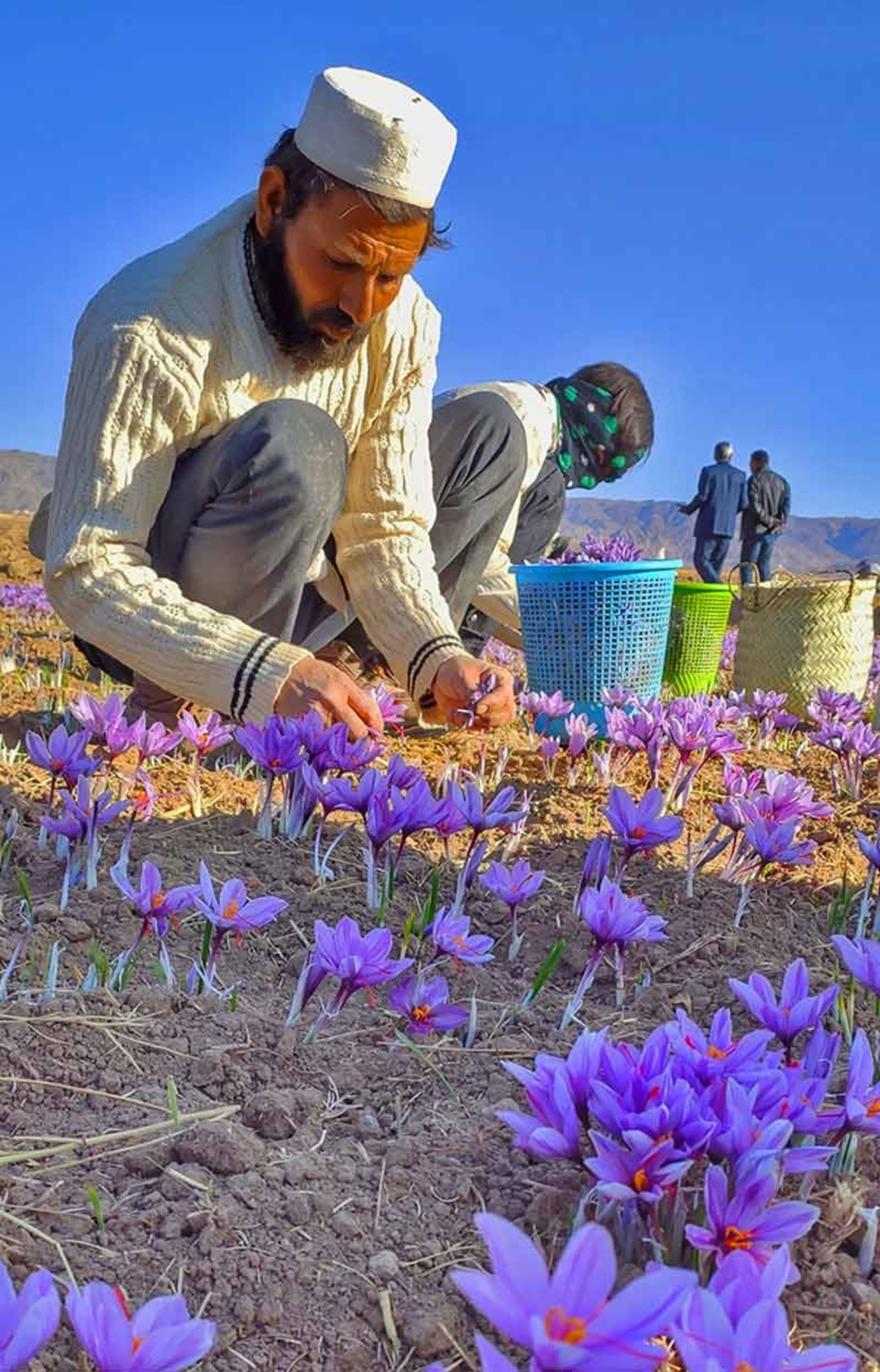 مردی در حال چیدن زعفران