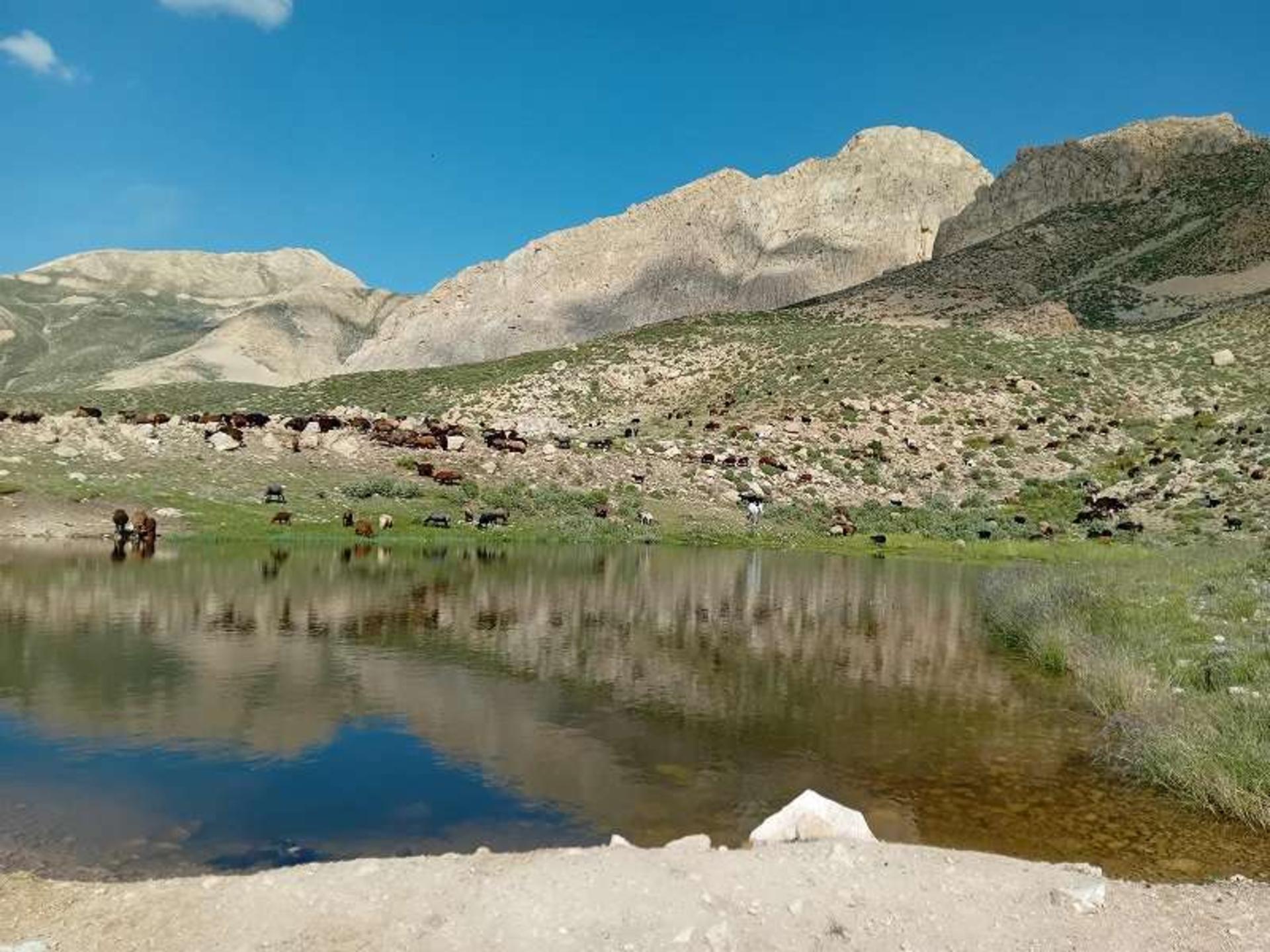 گوسفند سرا در مسیر قله میشینه مرگ؛ منبع عکس: ویکی لاک؛ عکاس: داریوش فرهی